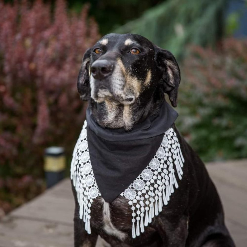 Fancy Pet Scarf Dog Bandana Black Side Full Tassel
